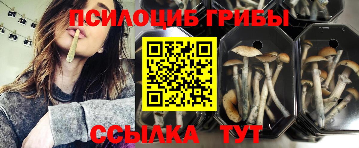 Псилоцибиновые грибы прущие грибы Знаменск